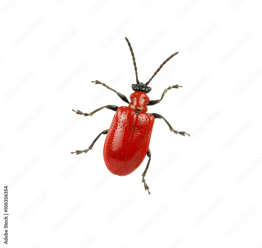 red beetle on a white