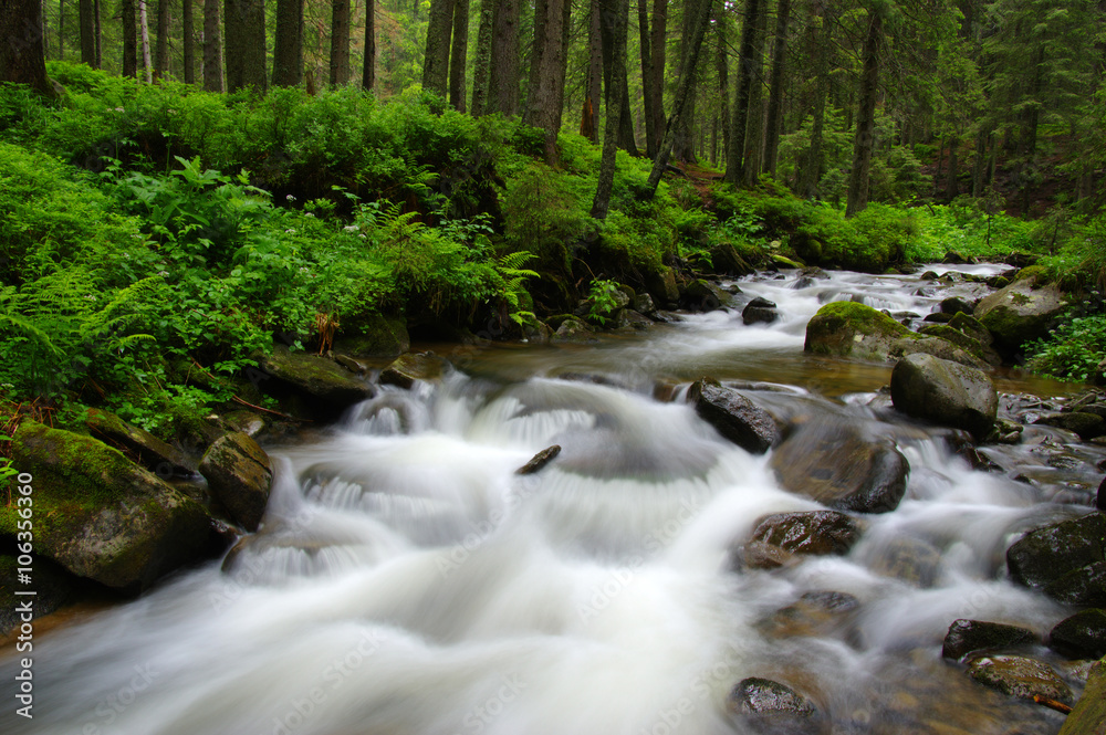 Mountain river in forest.