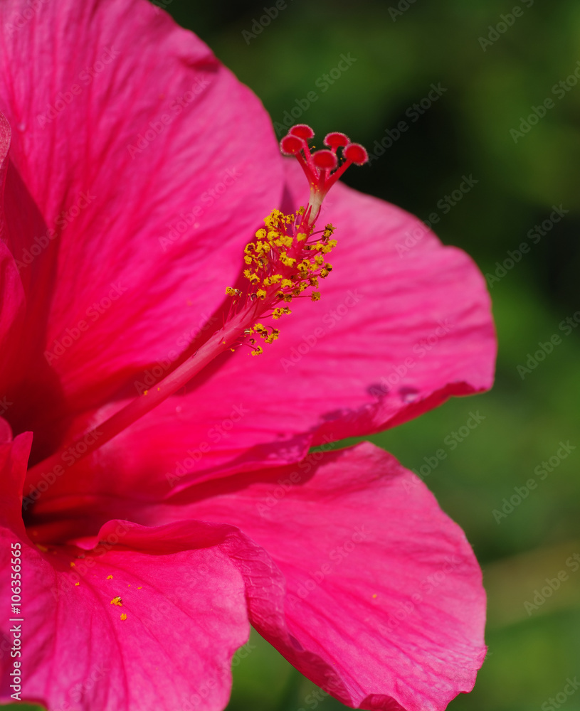 绿色上的花朵