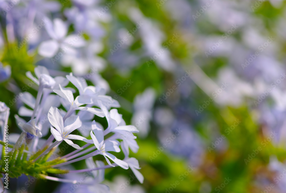  flower on a green