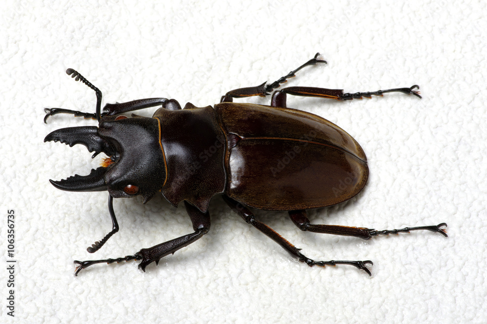 Stag beetle