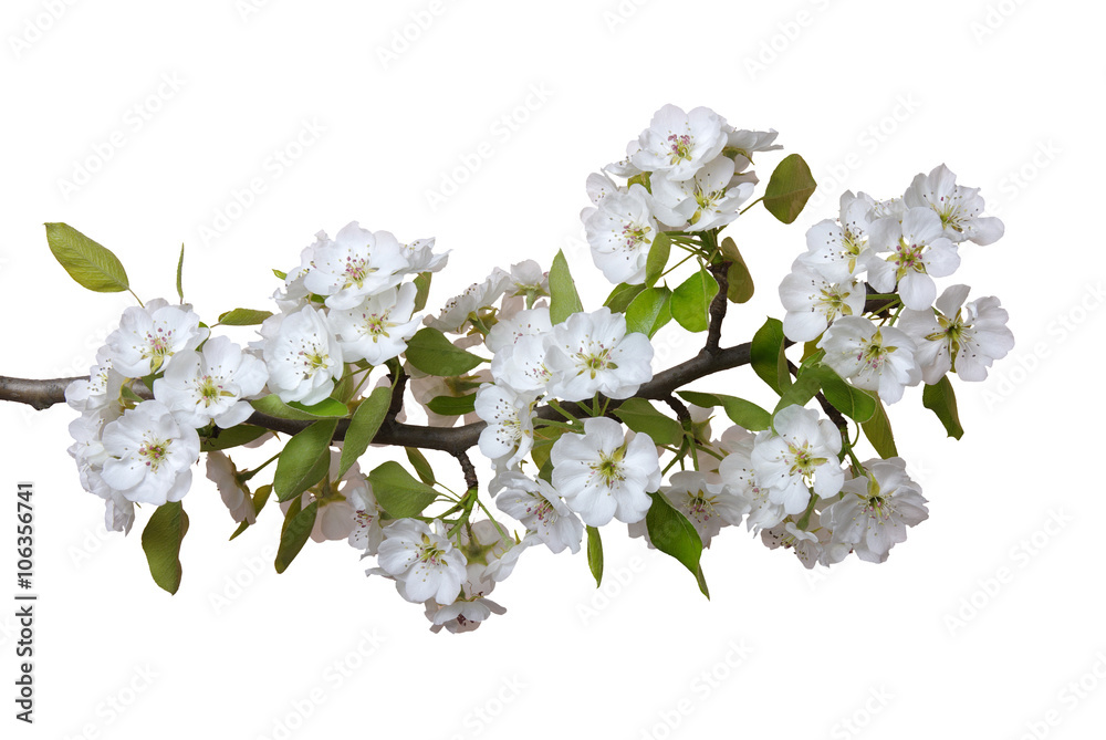  blossoms isolated on white