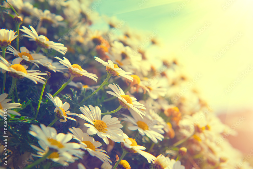 Daisy flowers. Beautiful nature scene with blooming chamomiles