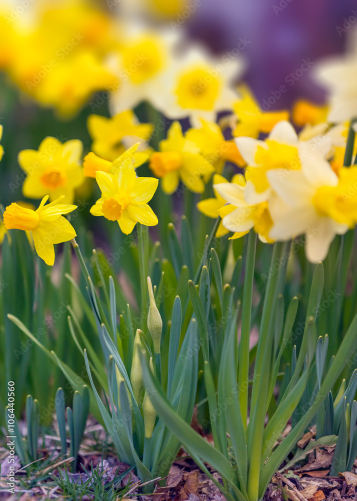 Yellow narcissus spring blossom