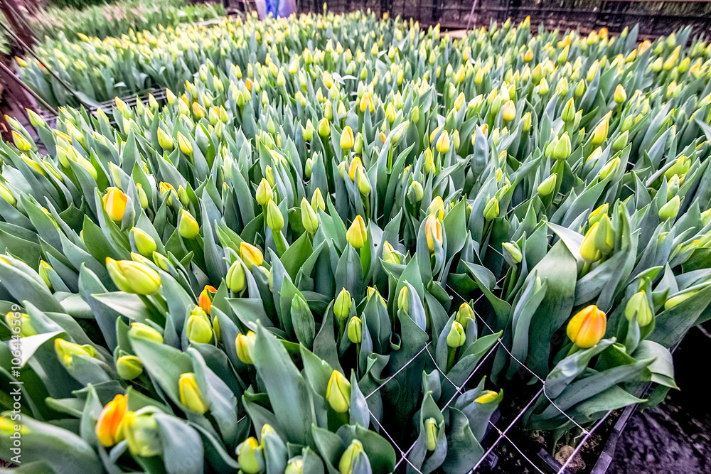 Industrial cultivation of yellow tulips in industrial greenhouse