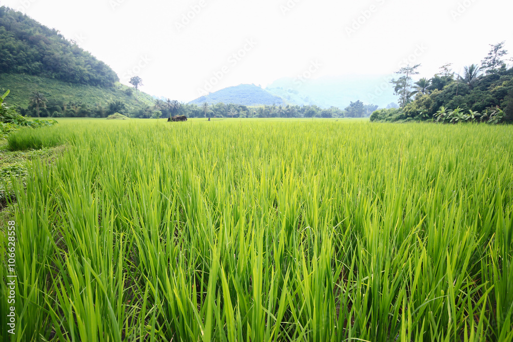 稻田背景。