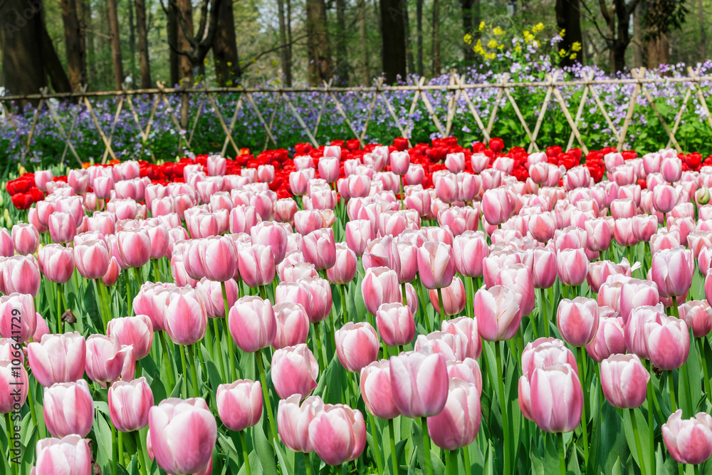 Fresh tulips blooming in the spring garden