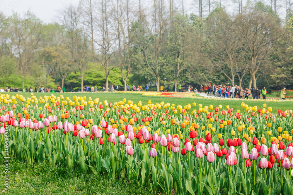 Fresh tulips blooming in the spring garden