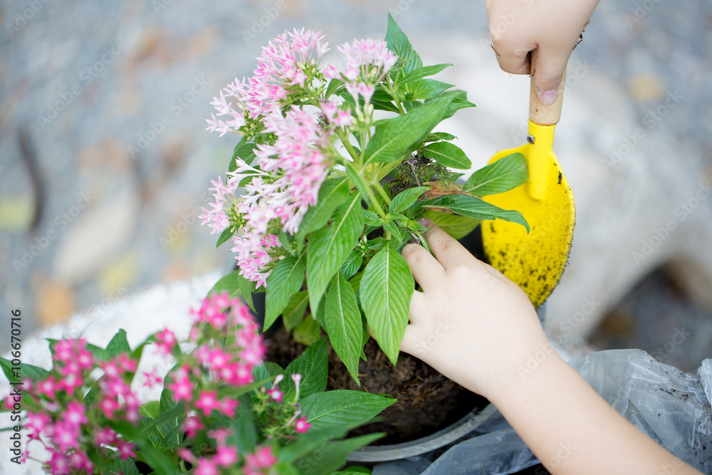 Closeup hands of Little Asian child planting flower