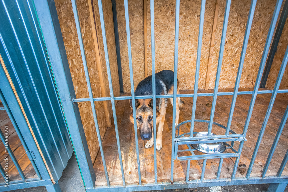 shepherd dog in the crate in shelter