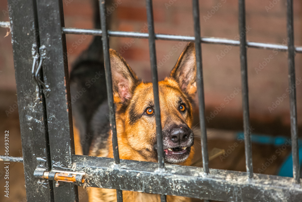 收容所板条箱里的德国牧羊犬