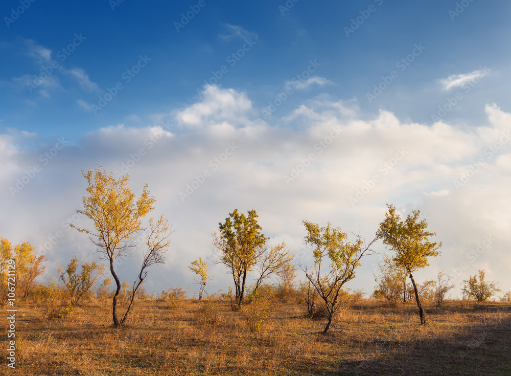 Lonely trees with yellow leaves in the hill on the background of blue cloudy sky at sunset in autumn