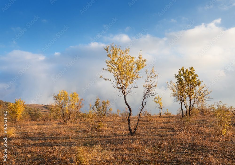 Lonely trees with yellow leaves in the hill on the background of blue cloudy sky at sunset in autumn