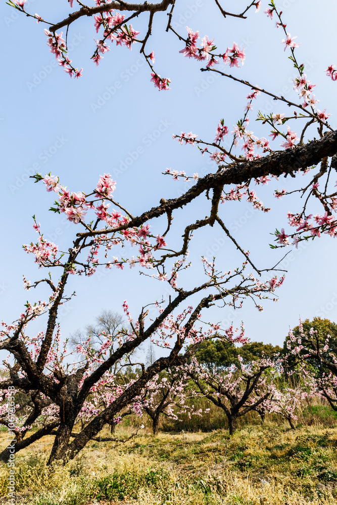 美丽的粉红色桃花在果园里绽放