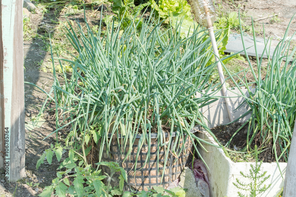 fresh shallot in a garden