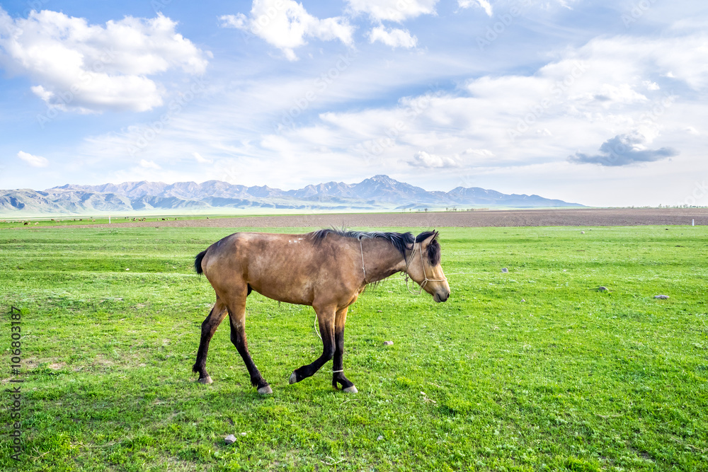 One horse walks