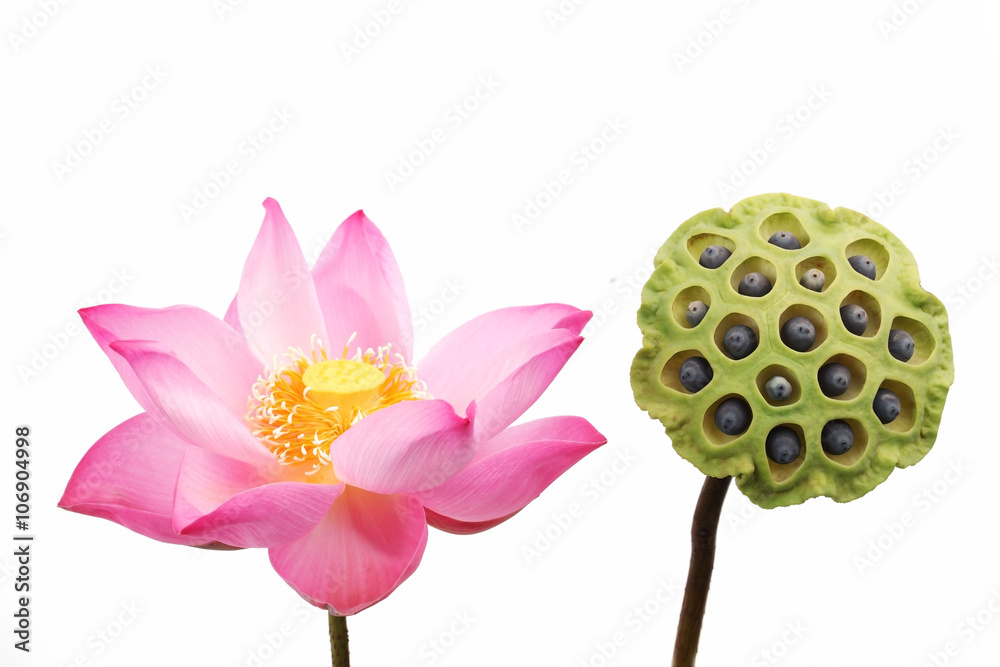 lotus flower and lotus pod isolated on white background