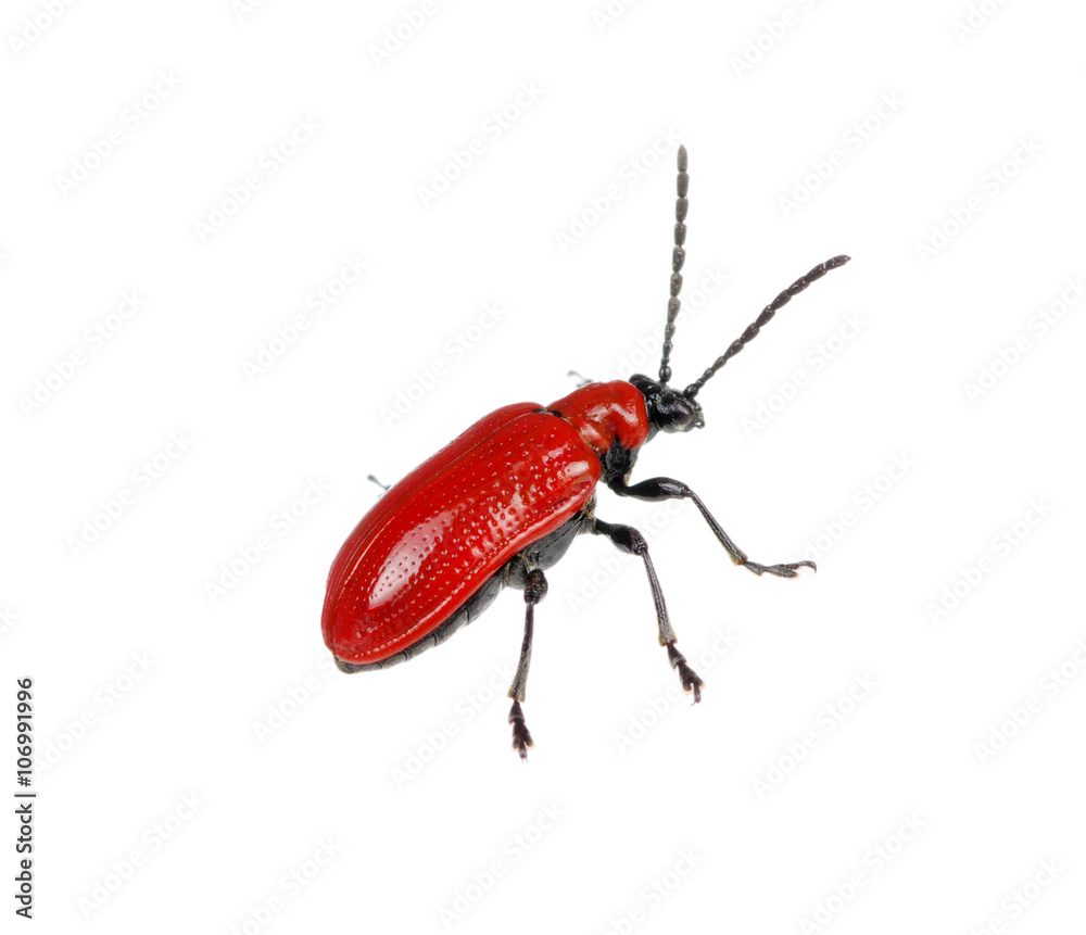 red beetle on a white