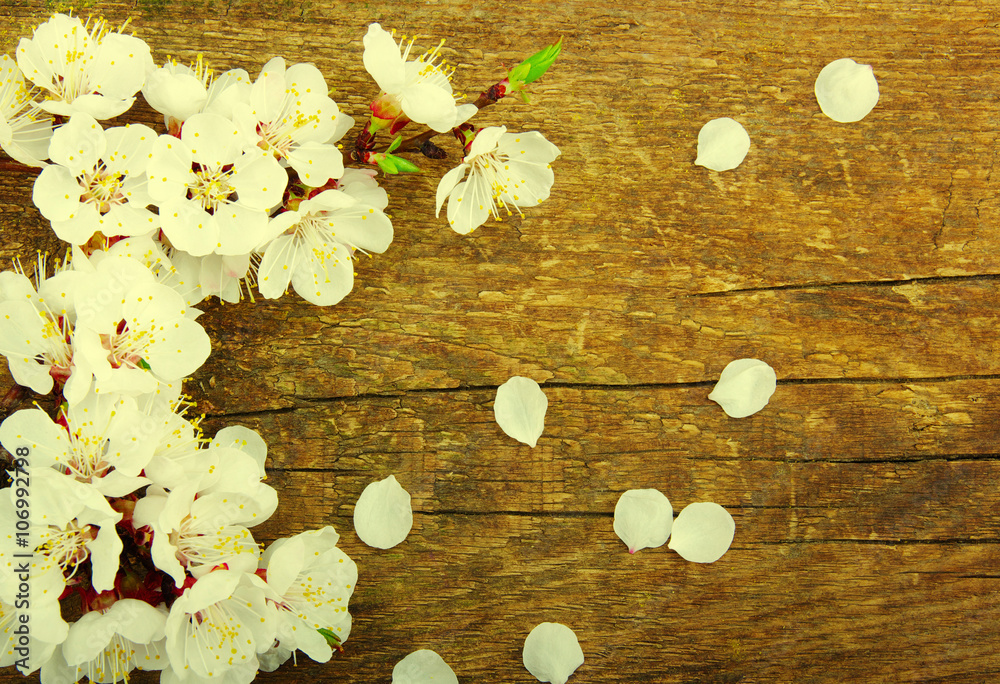 Spring blossoms