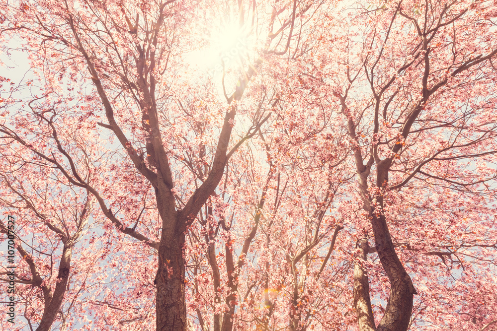 Tree blossom