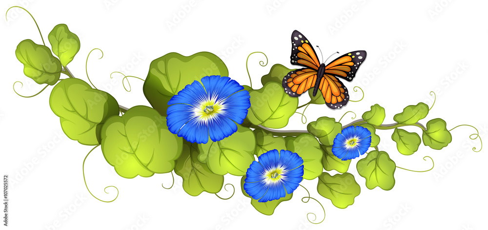 Morning glory and butterfly