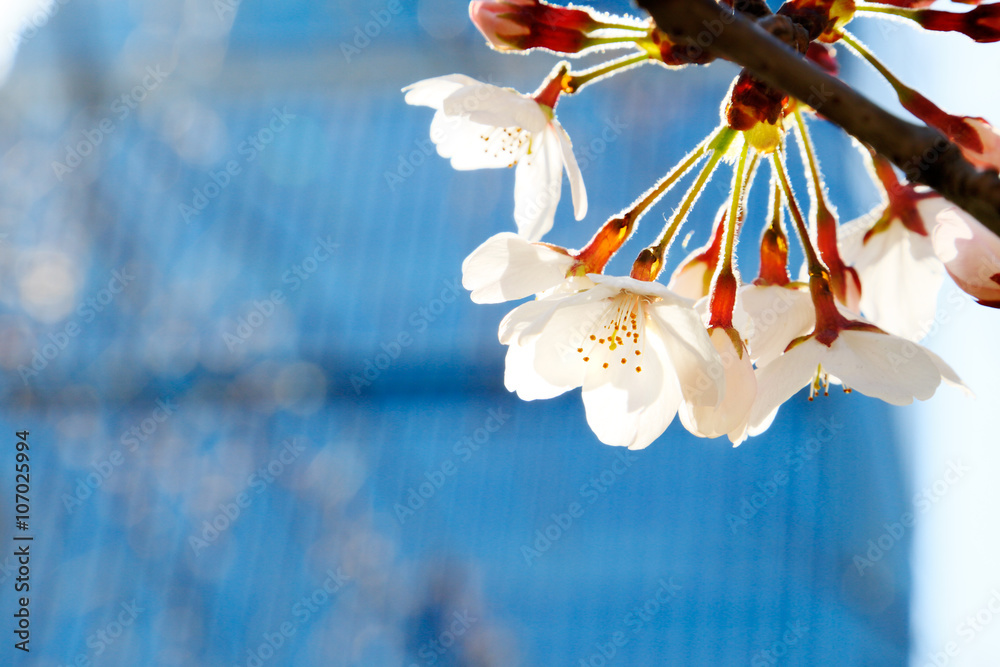 都会の桜