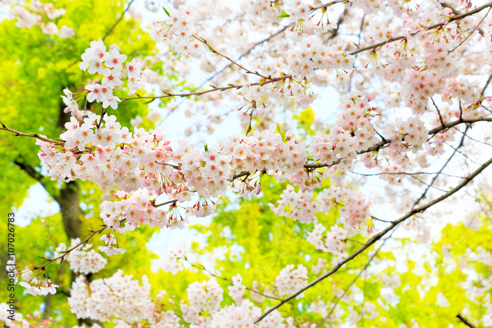 桜