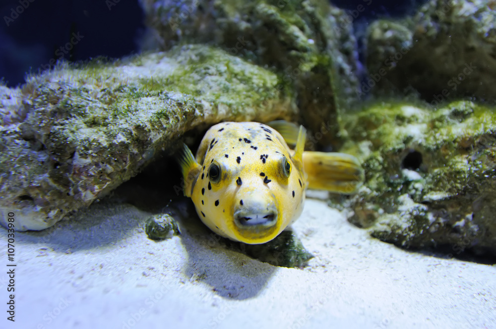 Underwater scene