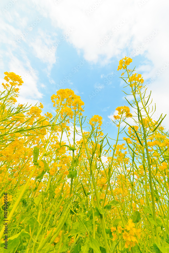 菜の花