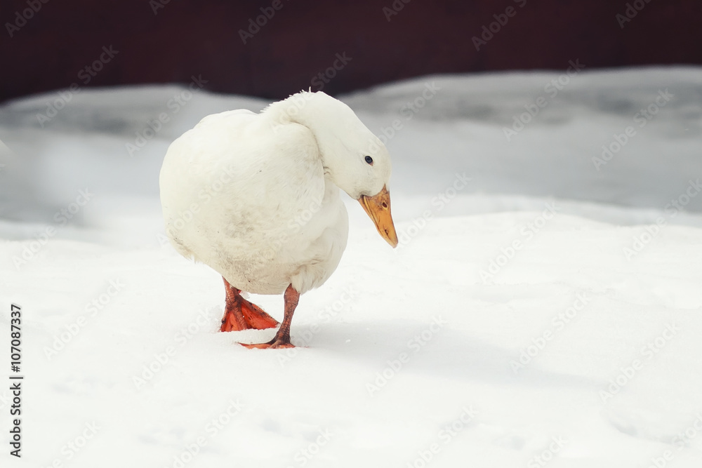 白雪上行走的白鸭子