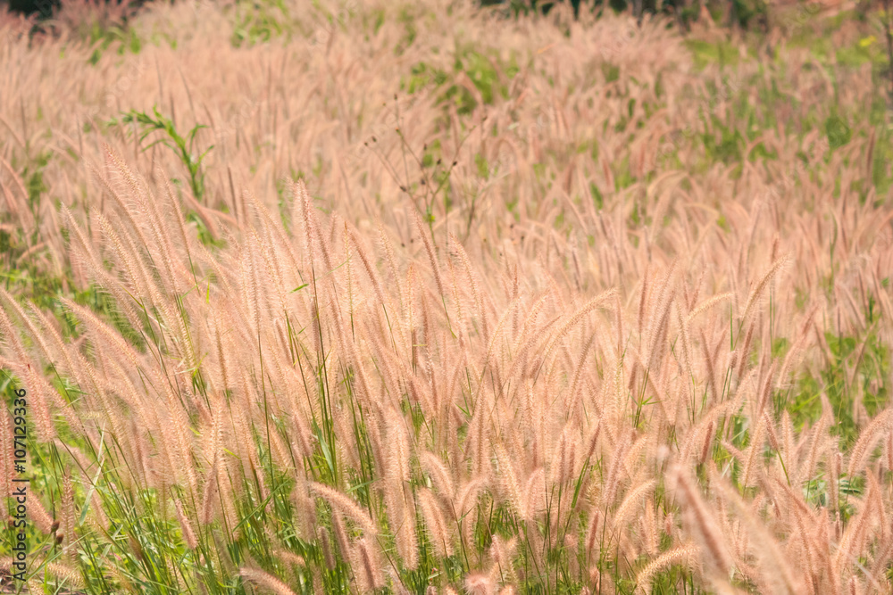 Flower grass impact sunlight.