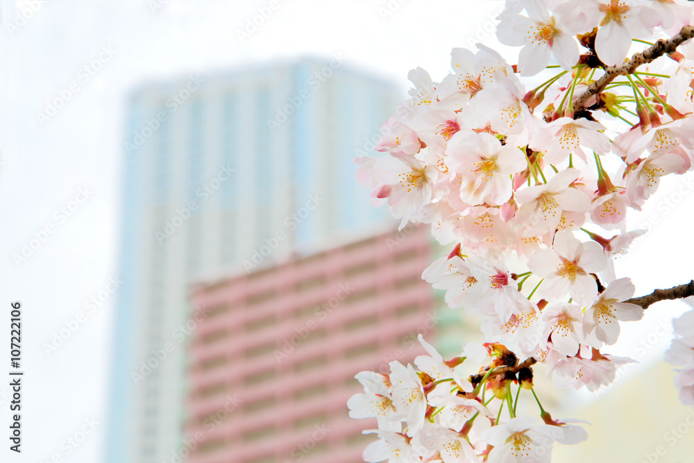 都会の桜