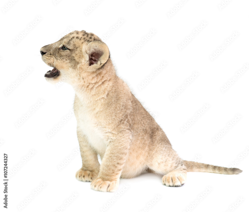 baby lion isolated on white background