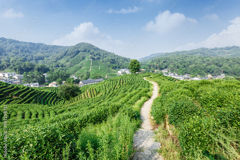 春日绿茶种植园