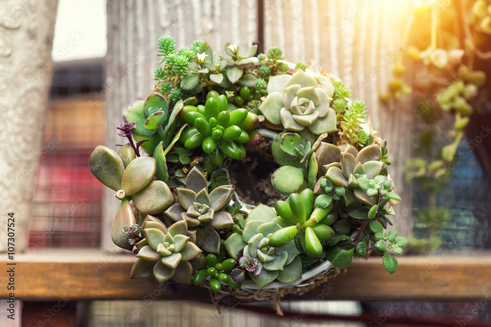  Miniature succulent plants