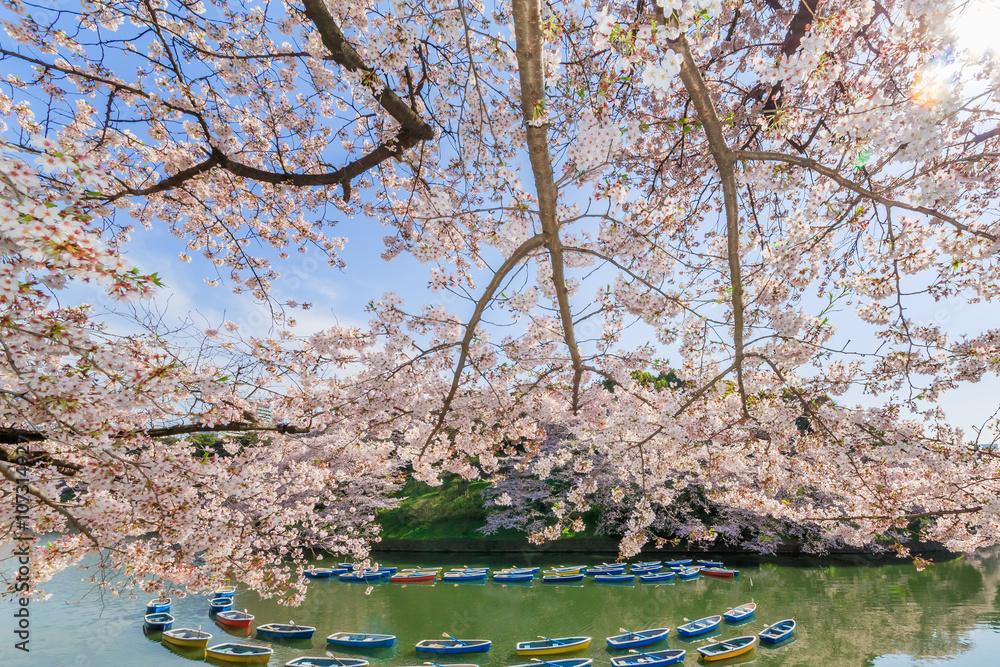 千鳥ヶ淵の桜