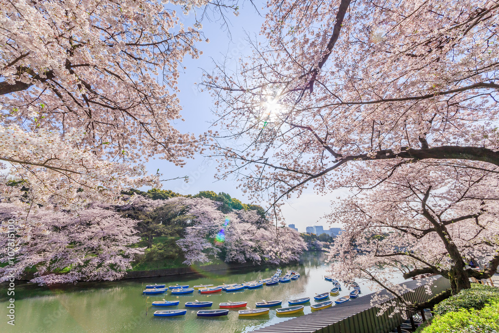 千鳥ヶ淵の桜