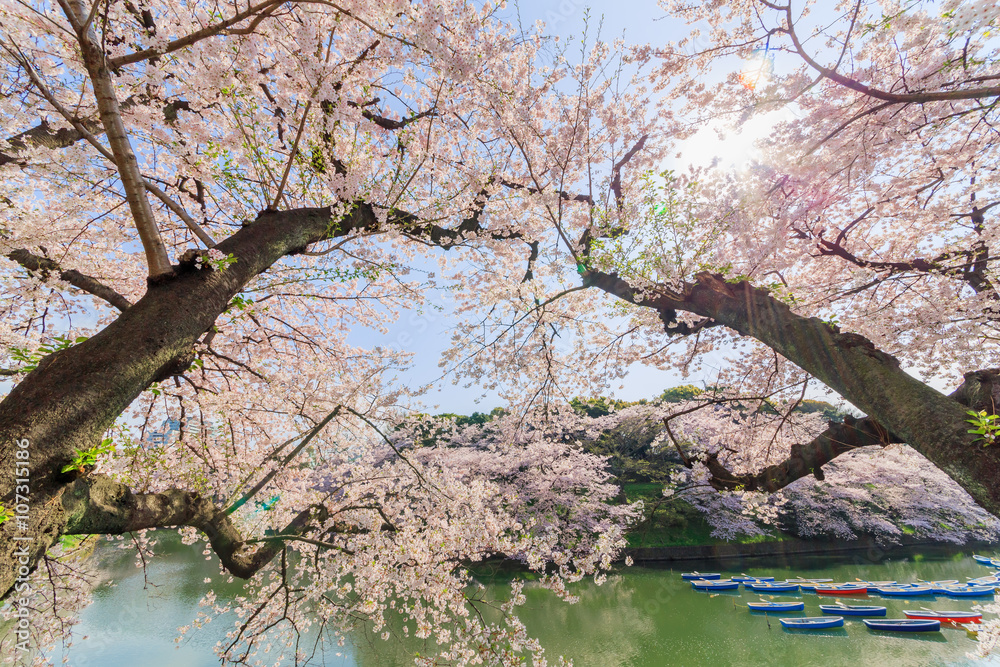 千鳥ヶ淵の桜