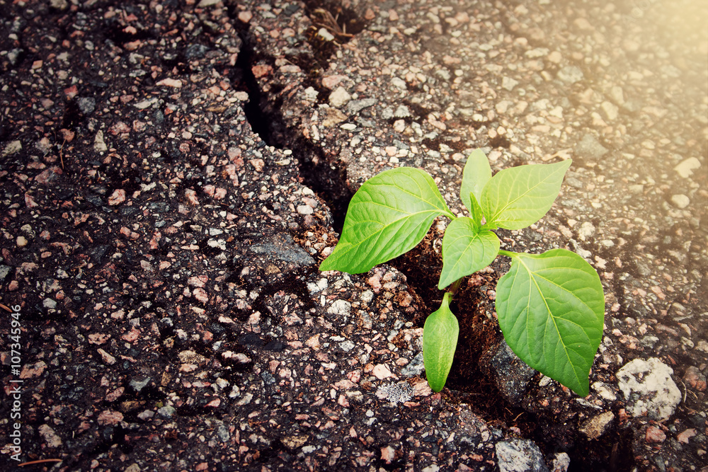 green plant growing from crack in asphalt