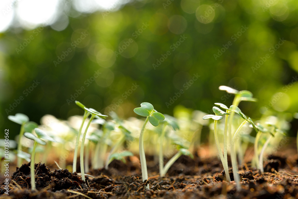 Group of green sprouts growing out from soil