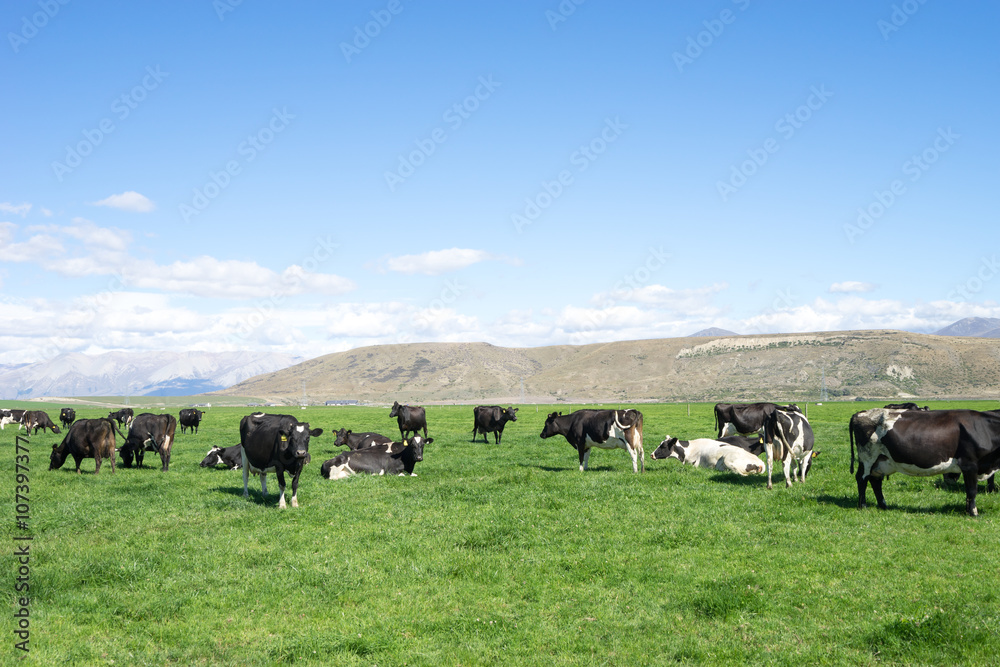 pasture with animals in summer day in new zealand