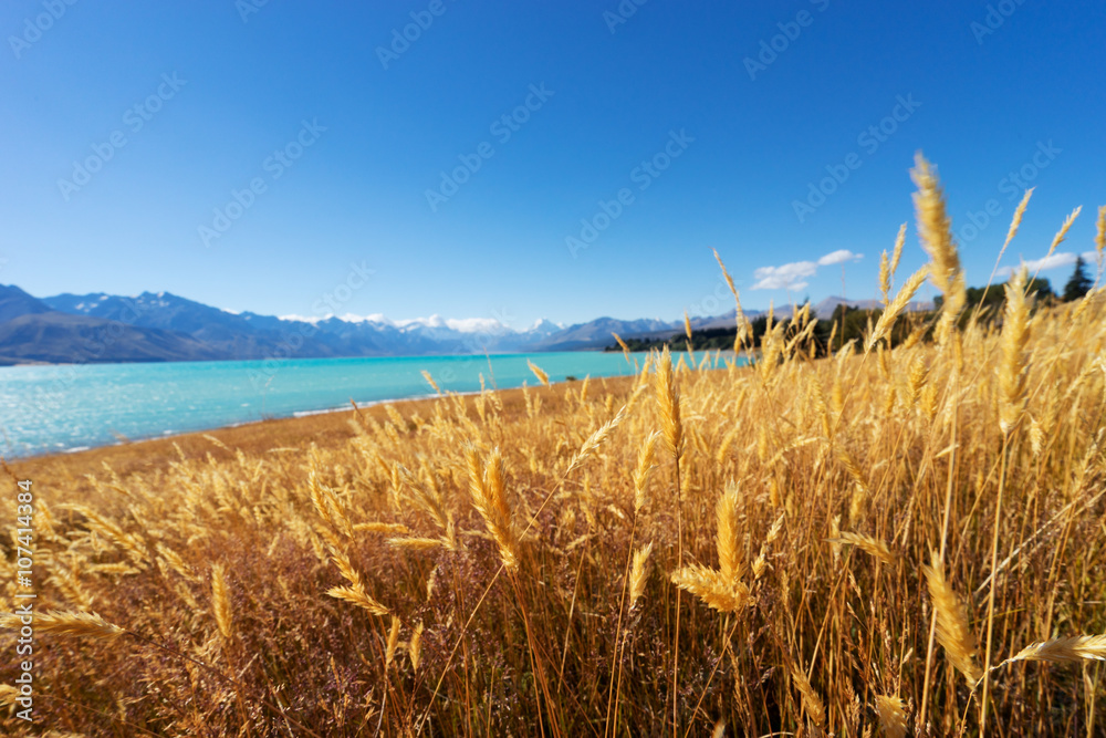 meadow near lake in summer day in new zealand