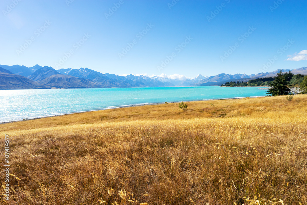 meadow near lake in summer day in new zealand