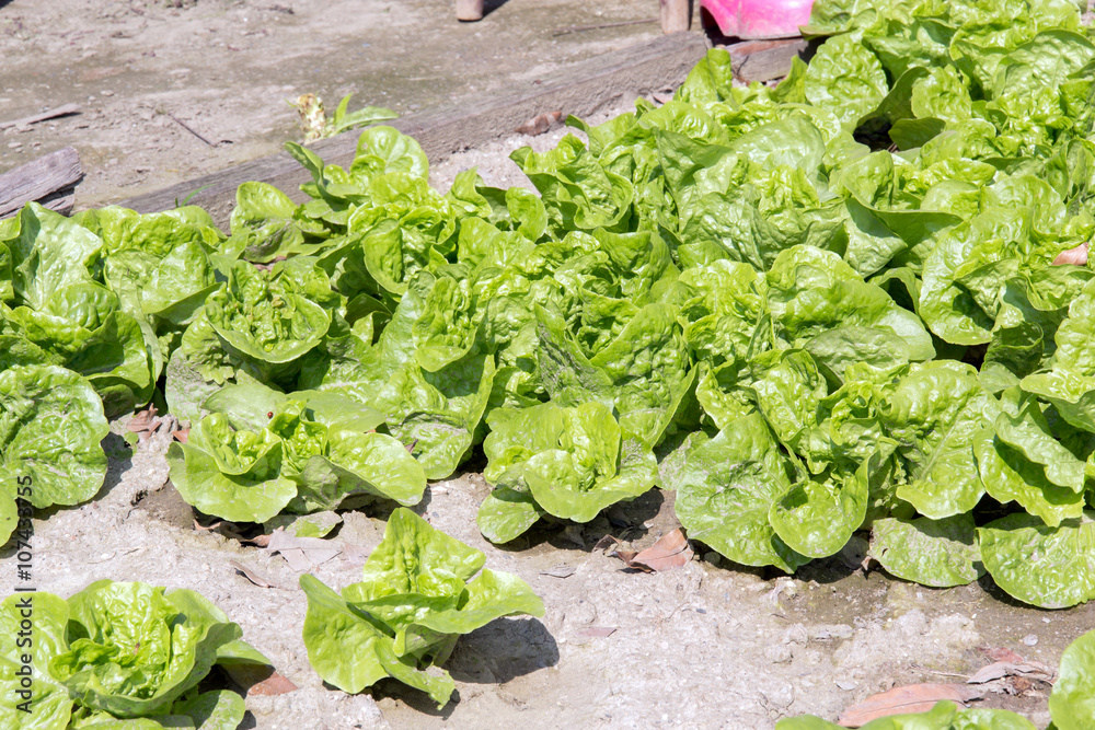 green vegetable in a garden