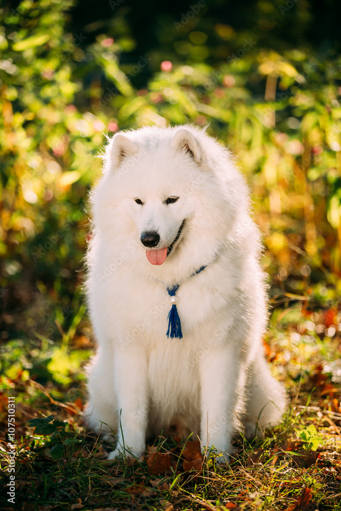 白色萨摩耶犬坐在户外灌木丛公园里。只有狗