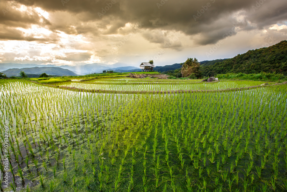 清迈Mae Chaem Pa Pong Pieng梯田上的稻田，