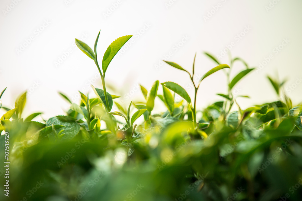 绿茶芽和新鲜的叶子。茶园。