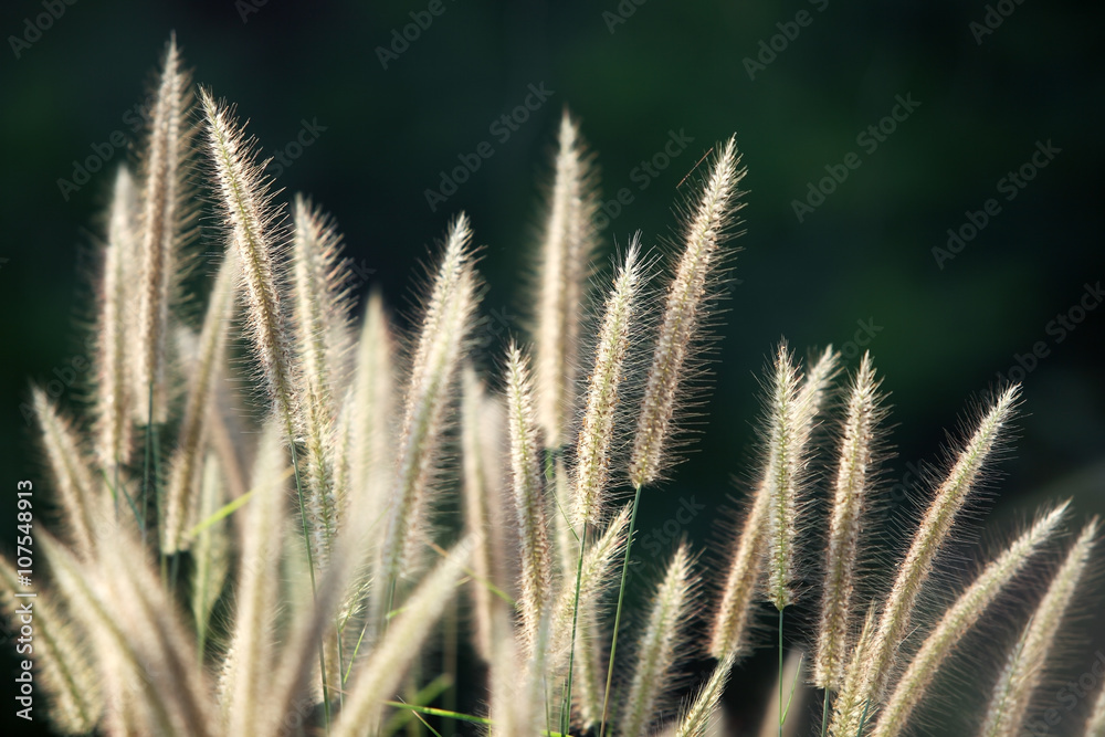 芦苇草。