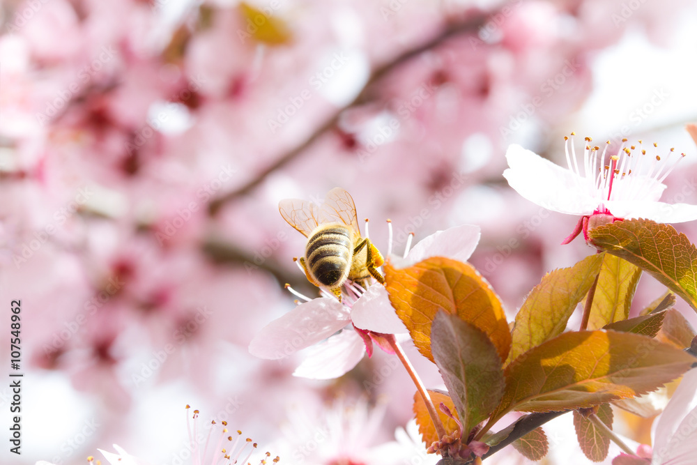 Biene - Frühling - Frühlingszeit