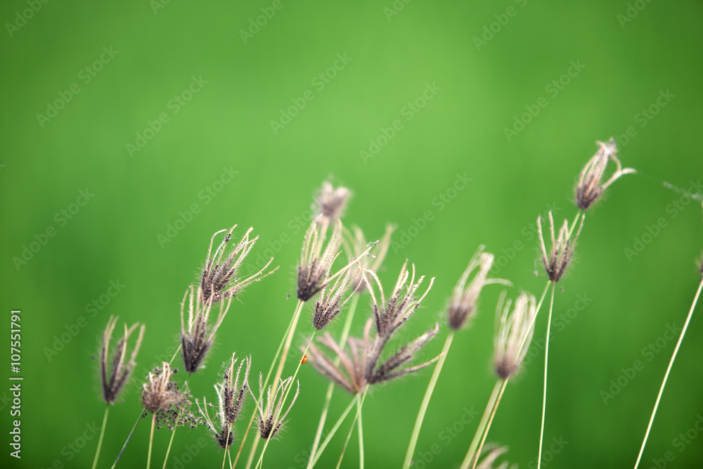 绿色背景的芦苇花。